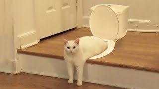 Funniest Cats ๐น - Don't try to hold back Laughter ๐ - Funny Cats Life