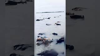 বোবা প্রাণী গুলো কে রক্ষা করো আল্লাহ #foryou #shorts #sad #cow #river #youtube #short #video