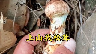 云南小伙上山找松茸，找松茸全靠眼力和耐心，看看他收获了多少