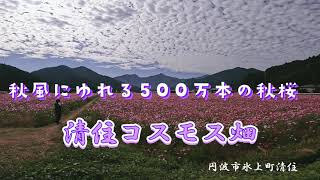 清住コスモス畑／地上4mから眺める500万本の秋桜／GoPro HERO10 ｜丹波市氷上町清住　4K