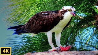 Osprey Eating a Fish