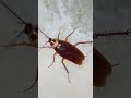 cockroach shorts short_video insects