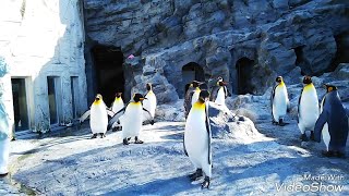 旭山動物園 ペンギンのもぐもぐタイムを見てきました！