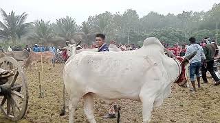 গ্রাম বাংলার ঐতিহ্যবাহী গরুর 🐂🦬🐃গাড়ি 🛞দৌড় প্রতিযোগিতা!স্থান: যশোরের সদর ওসমানপুর গ্রামে...