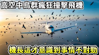 高空中鳥群圍著飛機瘋狂撞擊，機長湊近一看，這才意識到事情有些不對勁...#飛機 #鳥 #襲擊 #動物 #真實故事 #news #動物觀察者