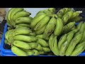 ଓଡ଼ିଶା ରେ କଦଳୀ ଚାଷ banana farming in odisha