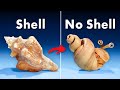 What's Inside a Conch Shell?