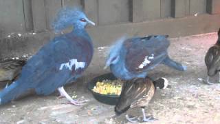 Blue Crowned Pigeon Vocalization