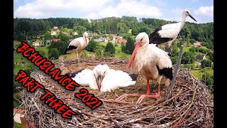 Storks Bohuslavice - season 2021 (part three) | Čápi Bohuslavice - sezóna 2021 (část třetí)