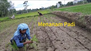 Menanam Padi Di Sawah #villagelife #ampah #padi #sawah #natural