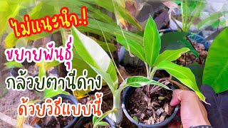 กล้วยตานีด่างระหว่างไม้หน่อกับไม้เพาะเมล็ด | EP.44 เกษตรเดลิเวอรี่ by THAI IQ PLUS