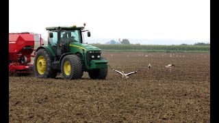 Čáp bílý, White Stork, Weißstorch, Ooievaar, Cigogne blanche, Bocian biały, Cigüeña blanca