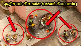 அதிசயம் சிவனை வணங்கிய பாம்பு | sithargal | சித்தர்கள் | snake video | miracle video |  trending #2