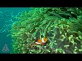 new 3h stunning 4k underwater wonders relaxing music coral reefs fish u0026 colorful sea life