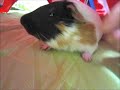 ピンチハンガーvsモルモットチョコ　ジャンプ連発　guineapig vs　hanging dryer