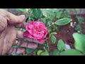 motta madi garden u0026 sunset mano s try tamil vlog