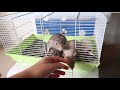 introducing my rats again and a cage tour