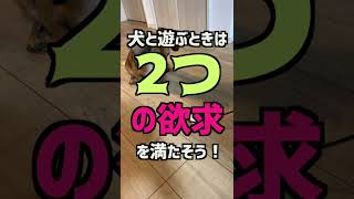 犬のストレスをグッと下げる方法（おもちゃ編） #shorts