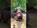 funny comedy animals memes monkey panilare bandar दारू tractor funnybuffalo