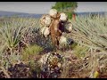 Behind the Bottle:  Don Julio Tequila