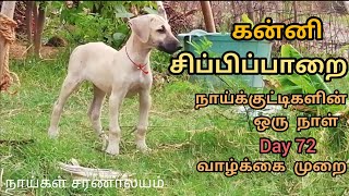 கன்னி,சிப்பிப்பாறை நாய்க்குட்டிகளின் ஒரு நாள் வாழ்க்கை முறை | 72 ஆம் நாள் |