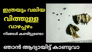 ഇത്രയും വലിയ വിത്തുള്ള വാഴപ്പഴം നിങ്ങൾ കണ്ടിട്ടുണ്ടോ ഞാൻ ആദ്യായിട്ട് കാണുവാ