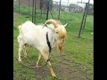 38. india s best of best saanen and alpine ever saanen goats alpine goats saanen u0026alpine farms