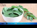 curry leaves health benefits_నెయ్యి ఒక స్పూన్.. అరకప్పు కరివేపాకు రసం