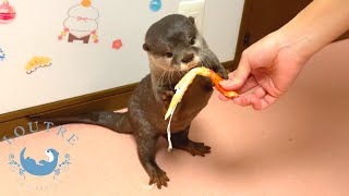 Otter Tasting Crab, While Otter Complaining