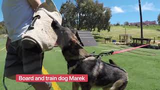 PPD board and train dog Marek