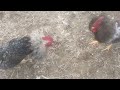 teaching roosters how to stay together without fighting 101￼