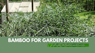 Bamboo for Garden Projects