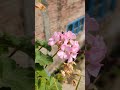 baby pink geraniums balcony garden plantslover homegardenflowers