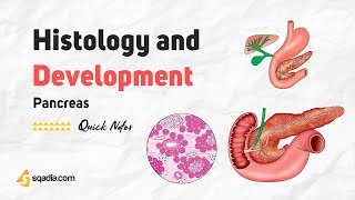 Pancreas - Histology and Development