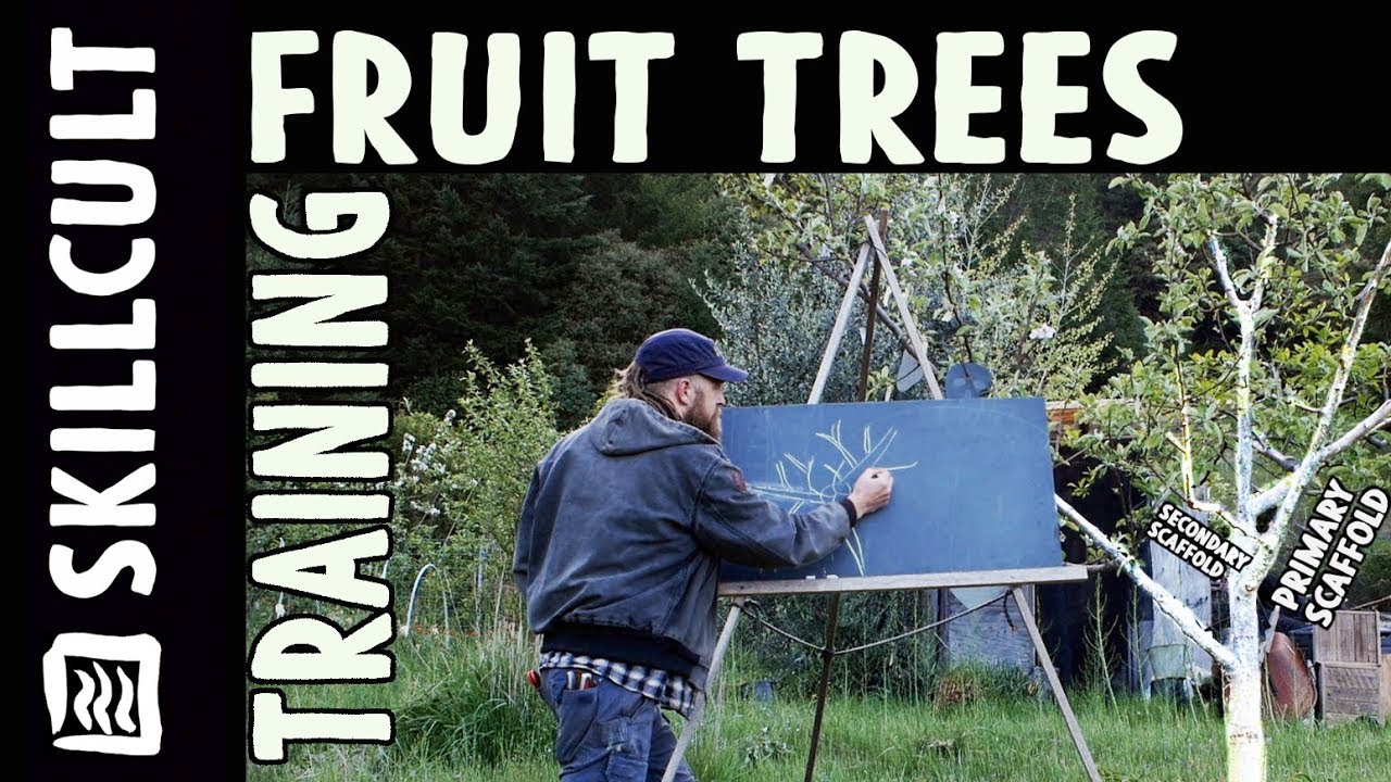 Fruit Tree Training Explained Modfied Central Leader Delayed Open