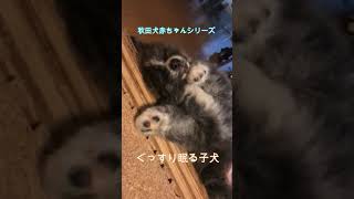 赤ちゃんシリーズ　ぐっすり眠る秋田犬子犬＃Shorts