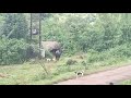 bison 🦬 encounter in belgaum gava reda