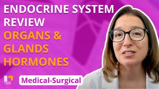 Endocrine organs/glands & hormone overview - Med-Surg (2020 Edition) - Endocrine | @LevelUpRN