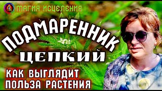 Подмаренник Цепкий — Польза травы, как выглядит подмаренник | Подмаренник лечебные свойства