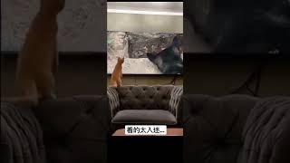 #cat 療癒吸貓系列-貓咪看電視入戲太深 #324