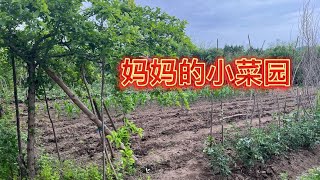 山野足迹：绿色文化的传播者在边境村庄的日常 100