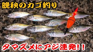 【カゴ釣り】晩秋の夕マズメにアジ連発！！　良型の数釣りは今がおすすめです！！【堤防釣り】