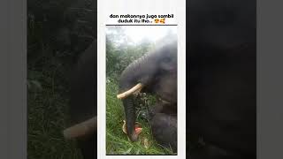 Ternyata Gajah Juga Tau Sopan Santun ⁉️