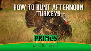 How to Hunt Afternoon Turkeys