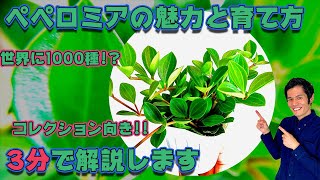 【観葉植物】ペペロミアの魅力と育て方