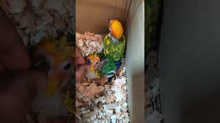 Sun conure Yellow dominant chicks