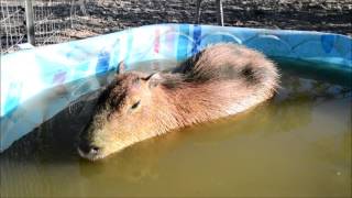 Capybara Farting in Mud-bath