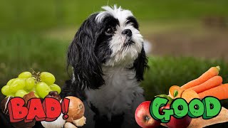 What You Can and Can't Feed Your Shih Tzu?