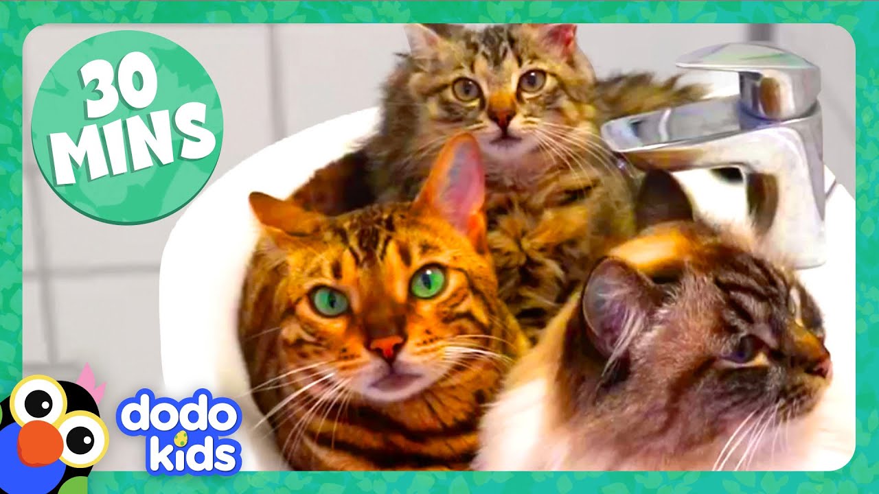 New Funny Cat And Dog Videos ёяш ёяр Funniest Animals ёядг тау Housepetscare