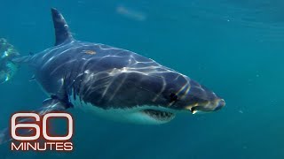 Great White Sharks, Whales, Ocean Floor Metals, Ocean Plastic Plague | 60 Minutes Full Episodes